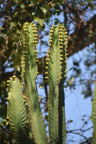 Common Tree Euphorbia