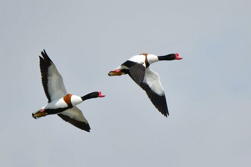 Common Shelduck