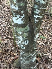Guioa acutifolia
