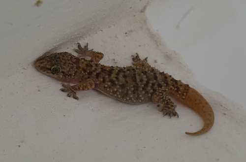 Mediterranean House Gecko