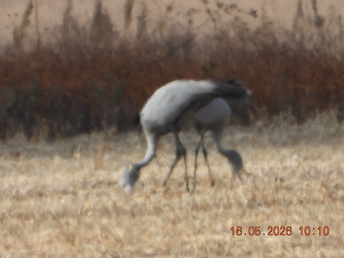 Blue Crane