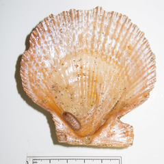 Stenosemus albus