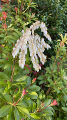 Pieris japonica
