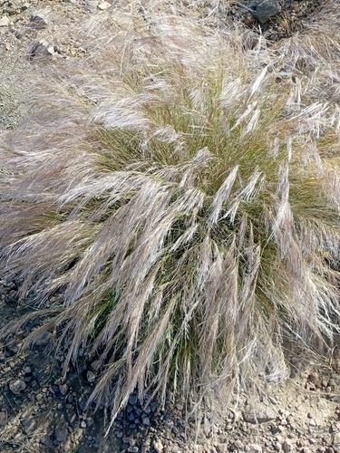 Silky Bushman Grass