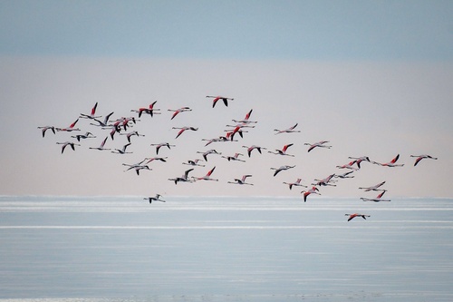 Greater Flamingo