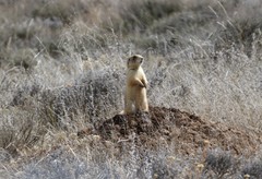 Cynomys parvidens