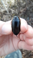 Dytiscus fasciventris