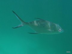 Trachinotus baillonii