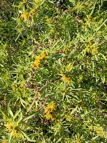 River Vomitdaisy