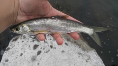 Hemiculter leucisculus