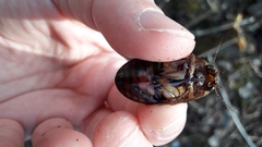Dytiscus fasciventris