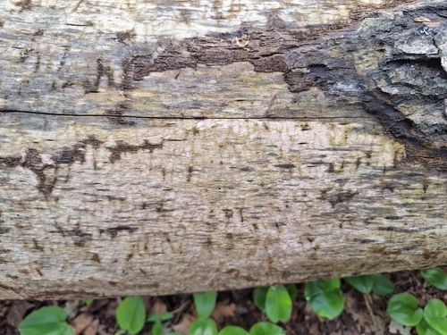 animal observation 2