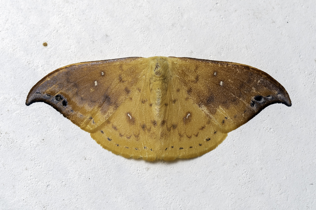 Tridrepana albonotata