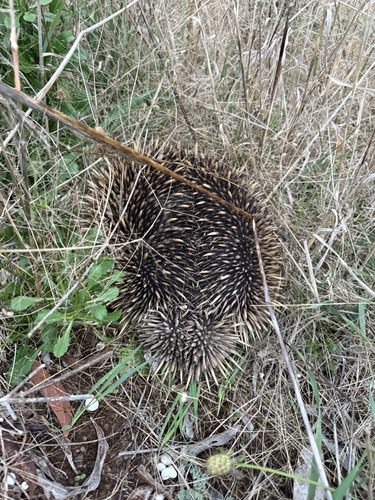 Eastern Short-beaked Echidna