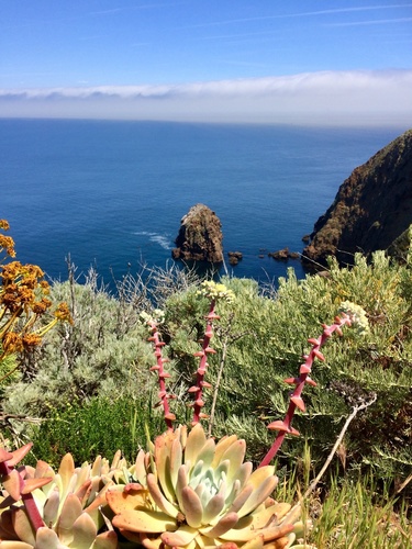Dudleya greenei
