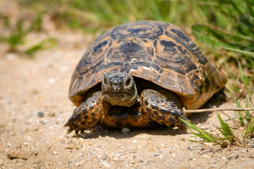 Greek Tortoise