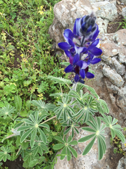 Lupinus pilosus