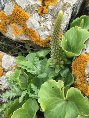 Umbilicus intermedius