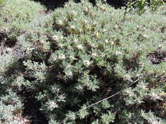 Astragalus siculus