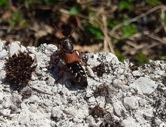 Staphylinus caesareus