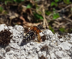 Staphylinus caesareus