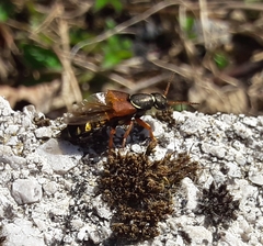 Staphylinus caesareus