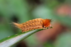 Megalopyginae