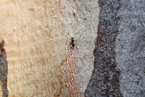Golden-tailed Sugar Ant