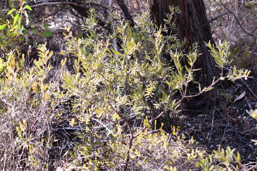 seven dwarfs grevillea