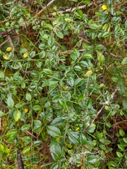 Prinsepia scandens