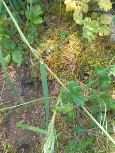 White Bryony