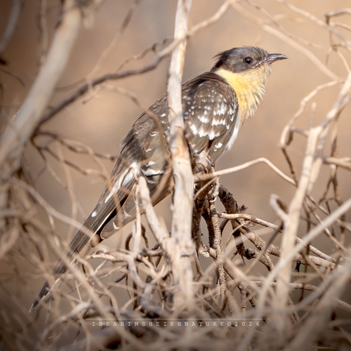 Great Spotted Cuckoo