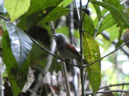 Chestnut-winged Babbler (Cyanoderma erythropterum), photo 10