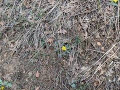 Cymopterus longipes