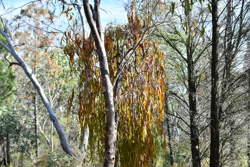 Box Mistletoe