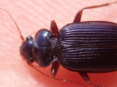 Leistus spinibarbis