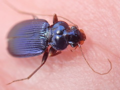 Leistus spinibarbis