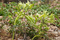 Helleborus foetidus