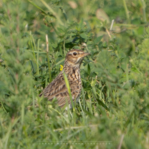 Eurasian Skylark