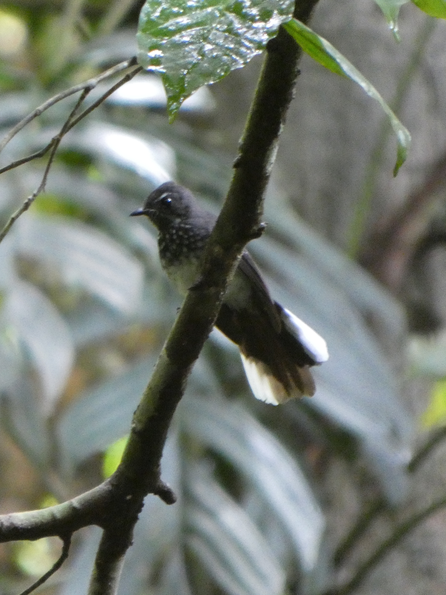 Spotted Fantail (Rhipidura perlata), photo 2