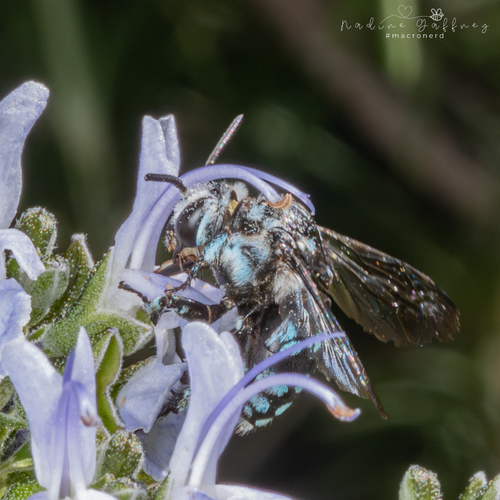 Chequered Cuckoo Bee
