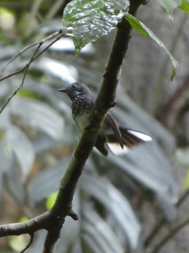 Spotted Fantail (Rhipidura perlata)