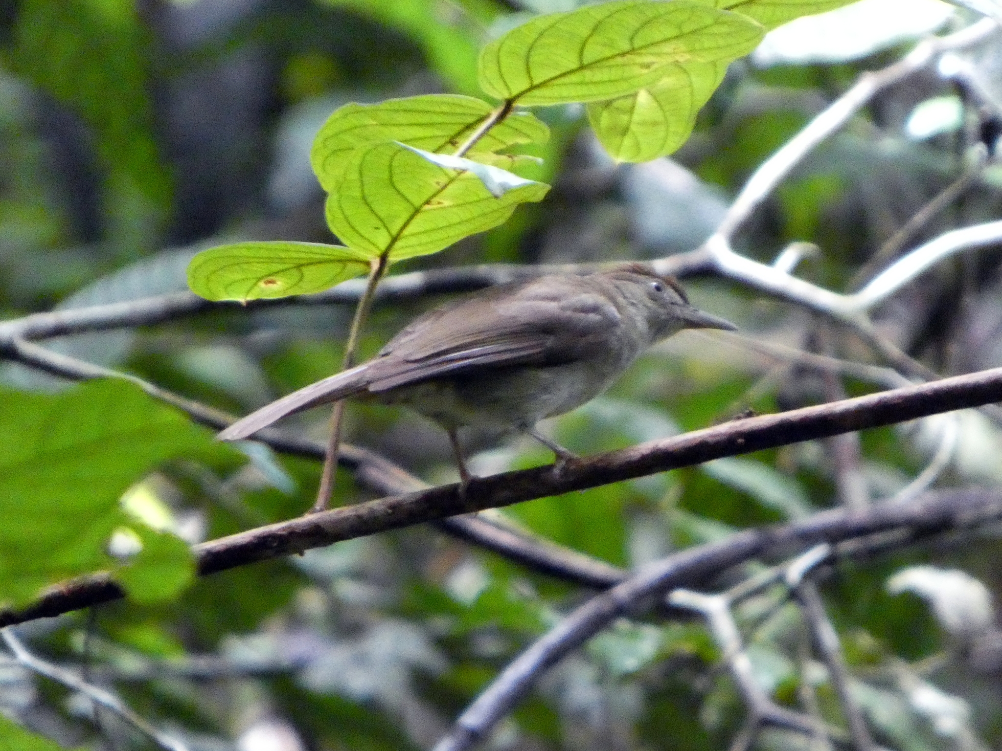 Buff-vented Bulbul (Iole crypta), photo 2