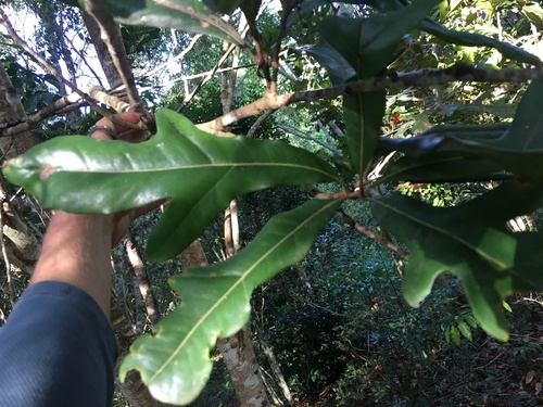 Stenocarpus sinuatus observed 2020-03-16