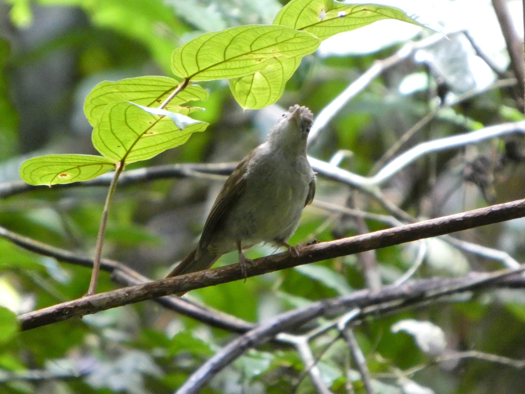 Buff-vented Bulbul (Iole crypta), photo 3