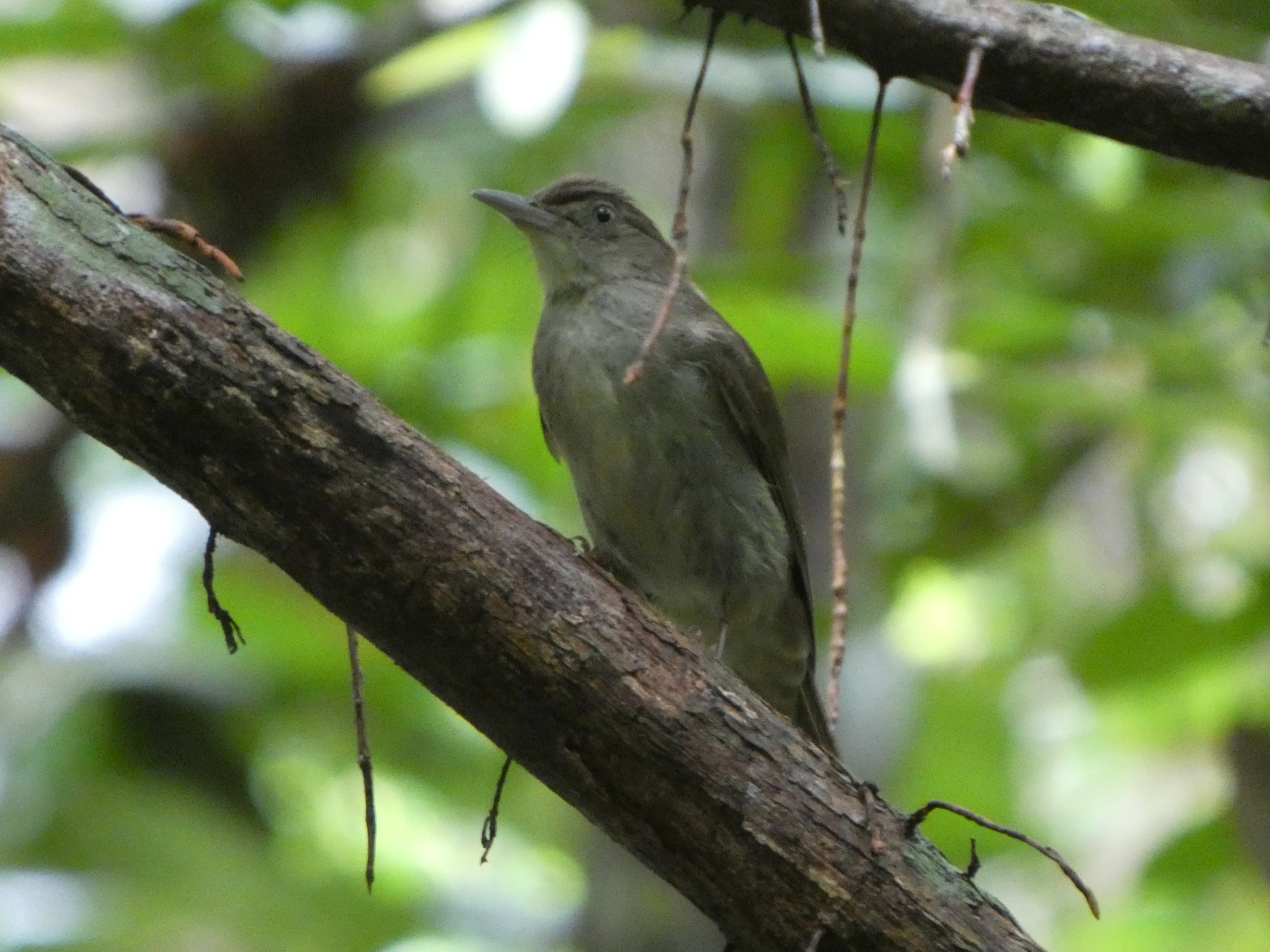 Buff-vented Bulbul (Iole crypta), photo 1