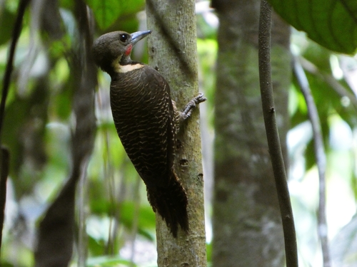 Buff-necked Woodpecker (Meiglyptes tukki), photo 9