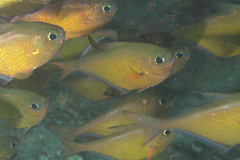 Pempheris oualensis