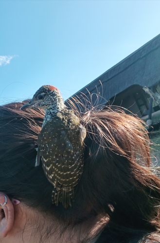 iNaturalist image