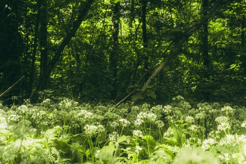 Ramsons